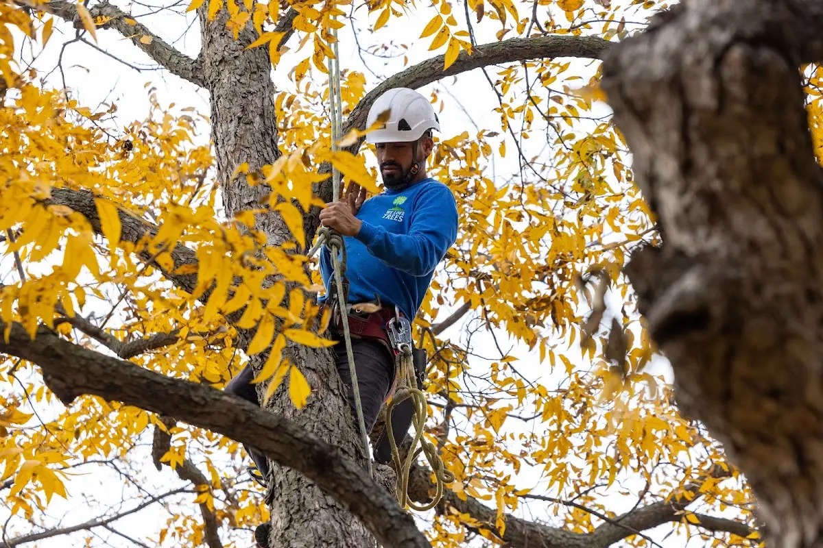Skilled Tree Planting crew working in Harrisonville